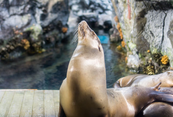 Sea lions raise head