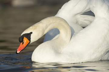 Portrait of a swan 