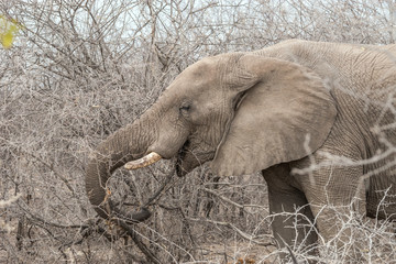 Close up of an African Elephant (Loxodonta africana) eating tree branches with thorns. Dry season in Etosha national park, Namibia.