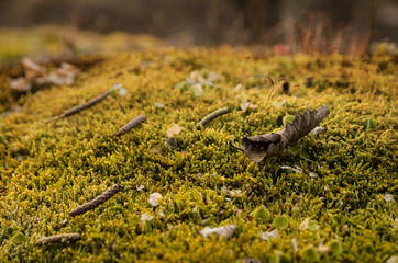 Beautiful golden, spring moss with foliage and small cones on the rocks