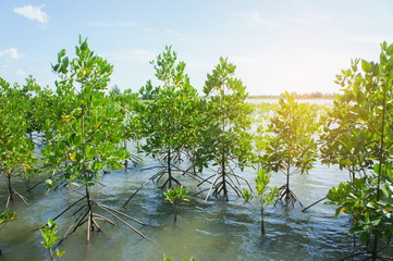 mangrove forest at thailand