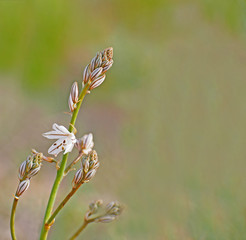 Flower white in the mountain