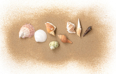 Sea shells with beach sand on white