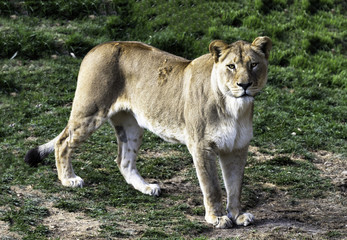 Watchful lioness standing in the grass