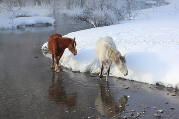 Horses near the melting river in early spring