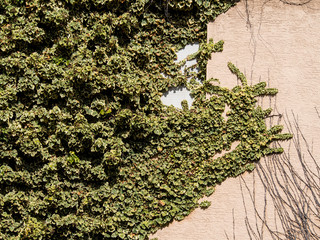 Efeu an Hauswand