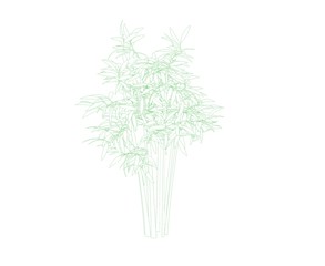 Bamboo tree. Isolated on white background. Sketch illustration.