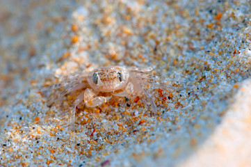 Small crab masks