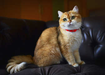 Cute cat on the sofa isolated