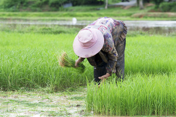 selective focus farmer with green field backgeound