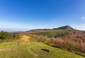 tourist walk and take a photo on the hill with sakura flowers bl