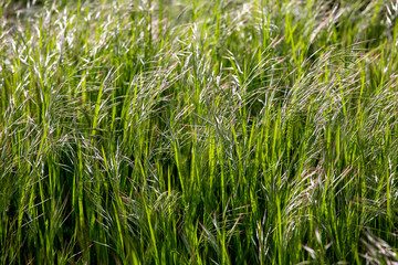 Green grass background.