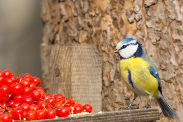 tit on a branch