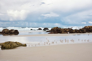 Little birds in the beach of Pacific ocean