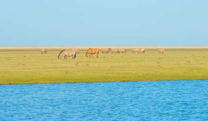 Fototapeta na wymiar Horses in the wild along the shore of a lake 