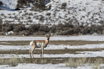 Pronghorn