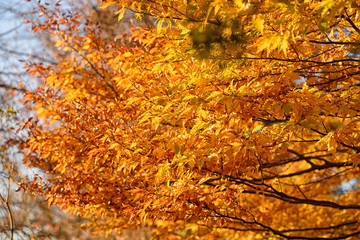 Branches with yellow and orange leaves