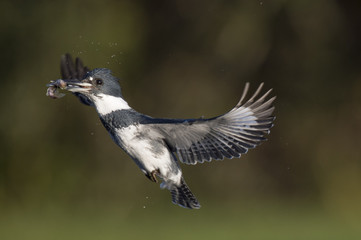 A male Belted Kingfisher flies in front of a green grass background with a minnow in his beak on a bright sunny day.