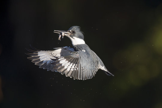 A male Belted Kingfisher flies in front of a dark background with a minnow in its beak on a bright sunny day.
