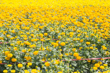 field of yellow marigold flower in farm