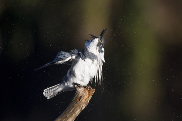 A Belted Kingfisher shakes water off as it perches on a large branch against a dark background on a sunny day.