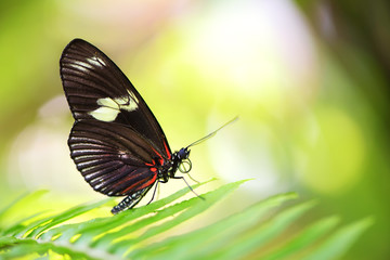 Fototapeta na wymiar Beautiful butterfly is seating on the leaf/closeup view
