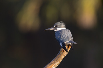 A male Belted Kingfisher perches in the early morning sunlight on a large branch against a dark background.