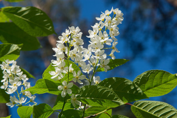 Bird cherry blossom close-up