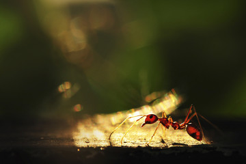 Ant with light and shadow