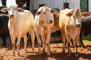 Herd of white oxen together on a corral of a farm