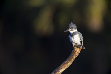 A male Belted Kingfisher perches in the early morning sunlight on a large branch against a dark background.