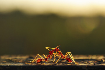 Two ants fighting