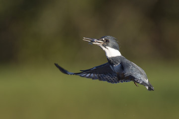 A male Belted Kingfisher flies in front of a green grass background with a minnow in his beak on a bright sunny day.