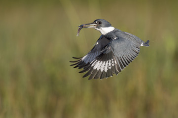 A male Belted Kingfisher flies in front of a green grass background with a minnow in his beak on a bright sunny day.