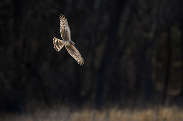 A Northern Harrier flies with its wings and tail spread in front of a nearly black background on a bright sunny day.