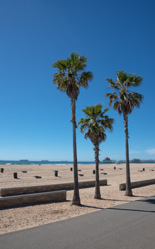 Tree palms on the puplic beach in California
