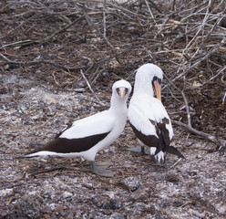 Booby bird