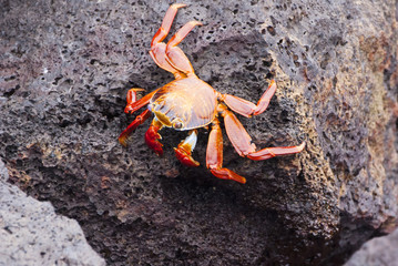 Crab