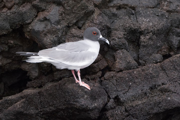 Seagul