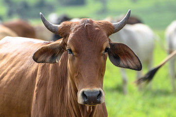 Brown ox with horns on fattening regime - obrazy, fototapety, plakaty