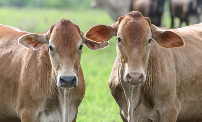 Two brown oxen on a fattening regimen