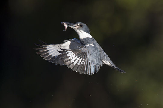 A male Belted Kingfisher flies in front of a dark background with a minnow in its beak on a bright sunny day.