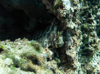 Beautiful Black scorpionfish in sea cave in croatia