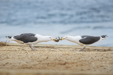 A pair of Great Black-backed Gulls play tug of war with a crab trying to get the meal.