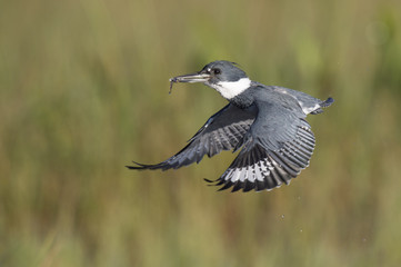 A male Belted Kingfisher flies in front of a green grass background with a minnow in his beak on a bright sunny day.