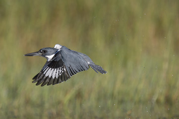 A male Belted Kingfisher flies in front of a green grass background with on a bright sunny day.