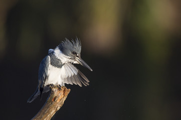 A male Belted Kingfisher perches in the early morning sunlight on a large branch against a dark background.