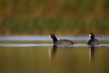 A pair of black American Coot swim on a calm pond in the early morning sun with a reflection and green grasses behind them.