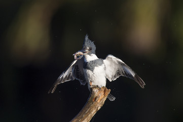 A Belted Kingfisher perches on a branch in the early morning sun with a minnow in its beak against a dark background.