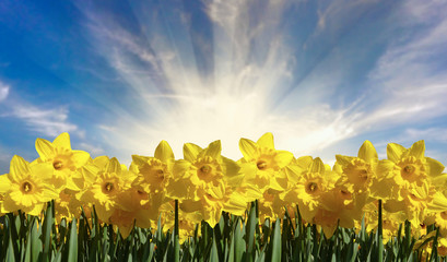 Naklejka premium Beautiful Bright Spring Daffodils 